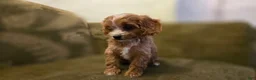 Cavapoo dogs for sale: Wren - Ad 6