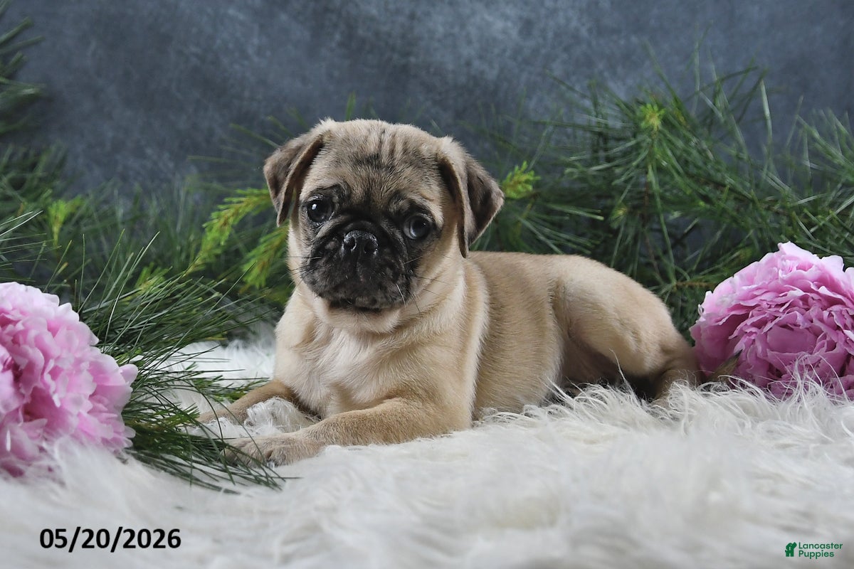 Pug dogs Greg - Ad 1