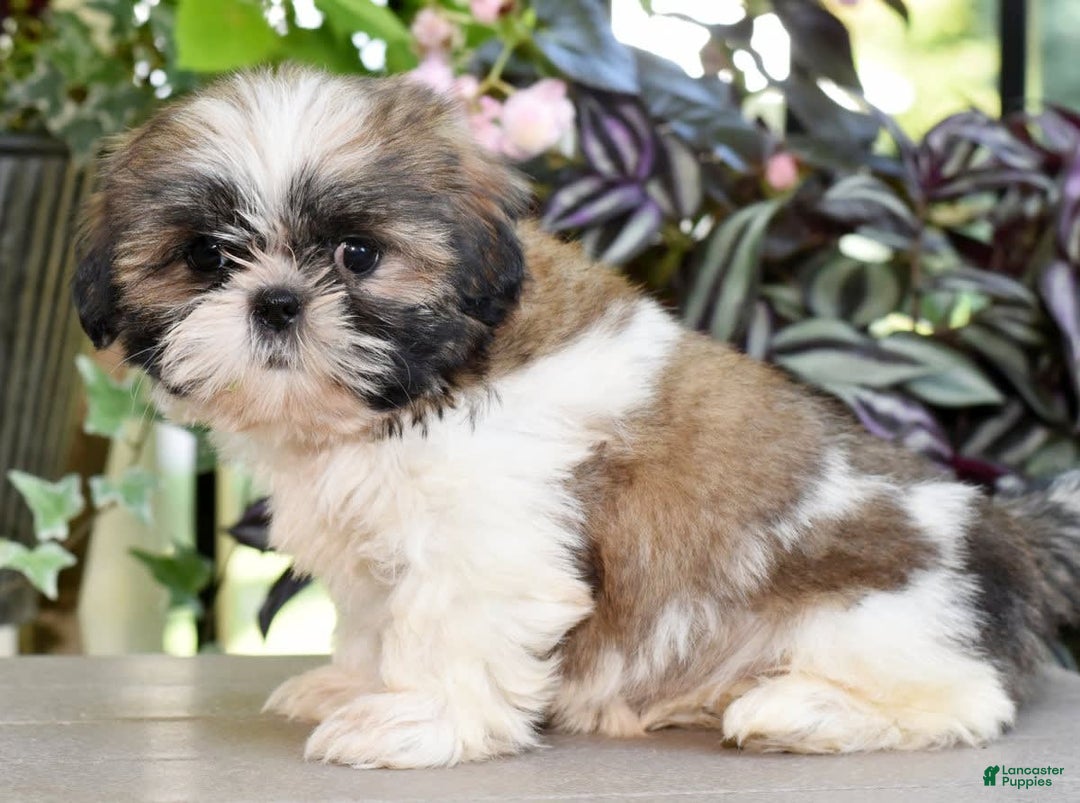 Breed Dog Price Shu Shih Tzu Schnau Tzu Shih Tzu Price In Mumbai