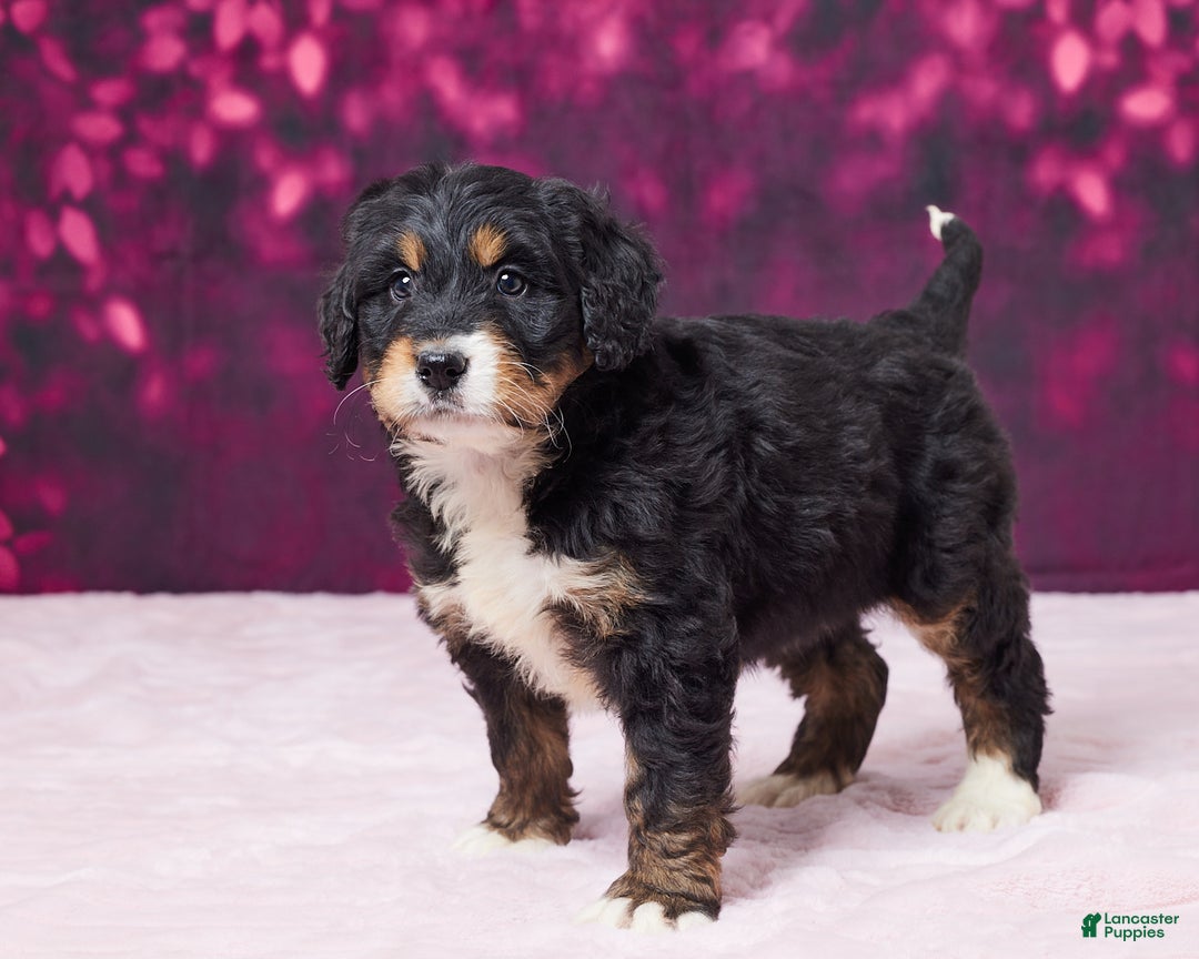 Bernedoodle dogs for sale: Gloria - Ad 5