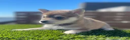 Alaskan Klee Kai dogs for sale: Rhaena - Ad 4