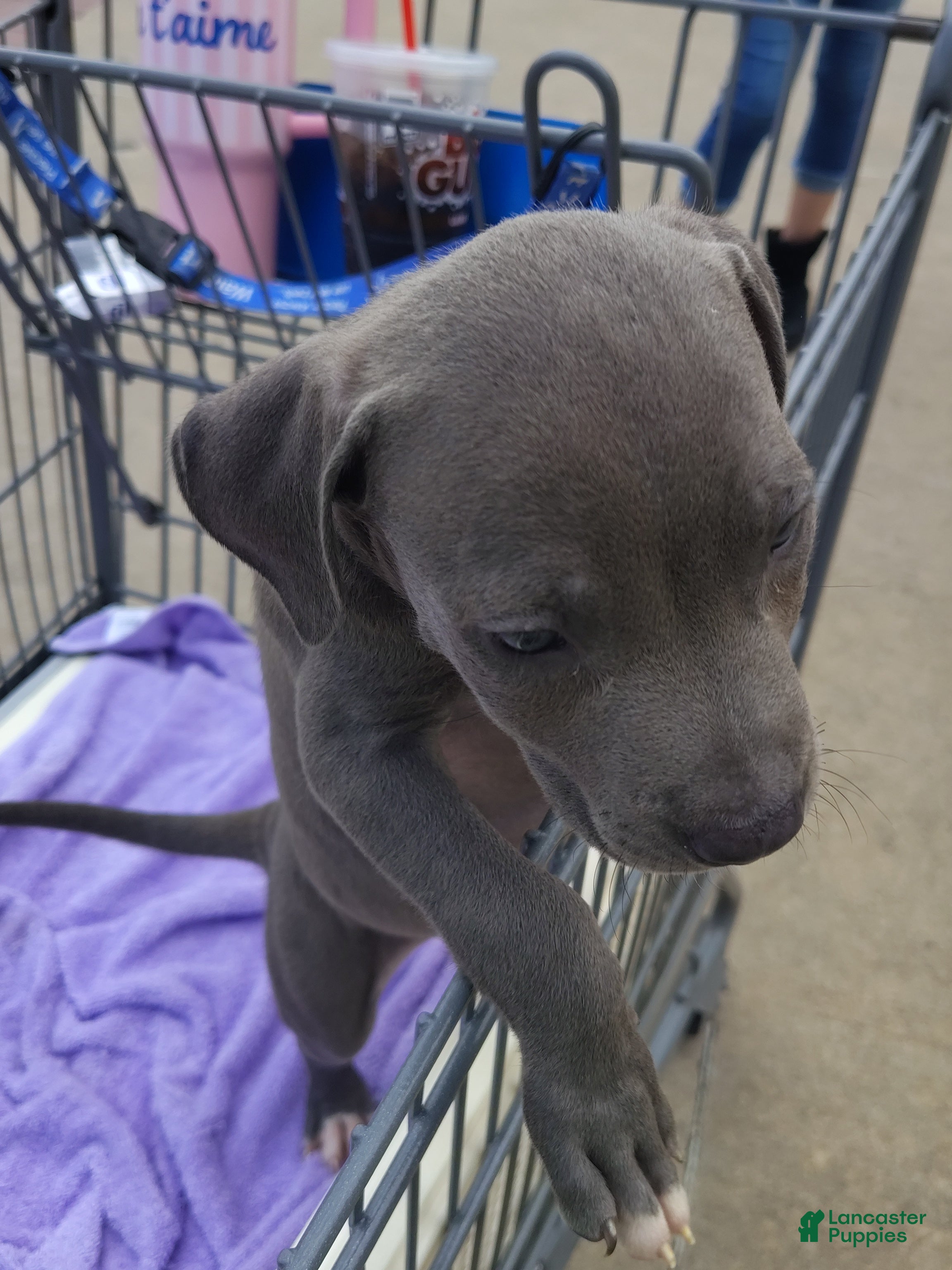 American Staffordshire Terrier dogs American Staffordshire Terrier 2 - Ad 27