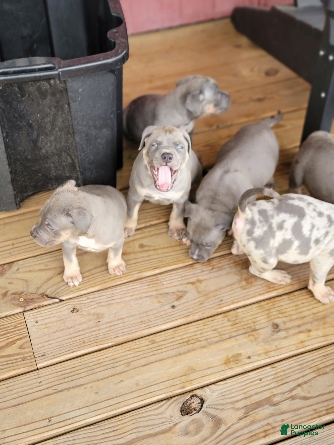 American Bully dogs for sale: American Bully Puppy 1 - Ad 14