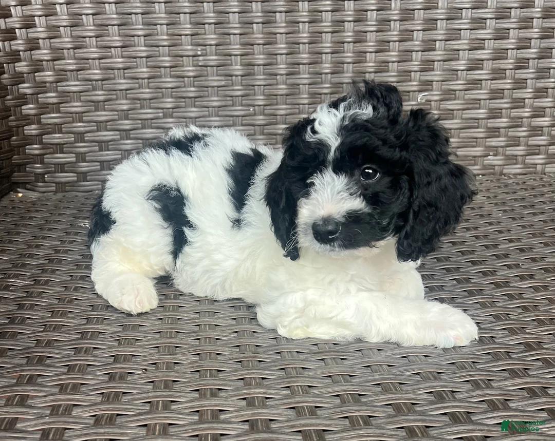 Mini Goldendoodle dogs for sale: CeCe - F1b Golden Doodle - Ad 2