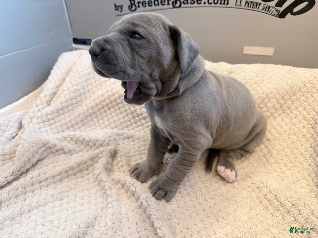 Great Dane dogs for sale: Yellow Great Dane Girl 2 - Ad 3