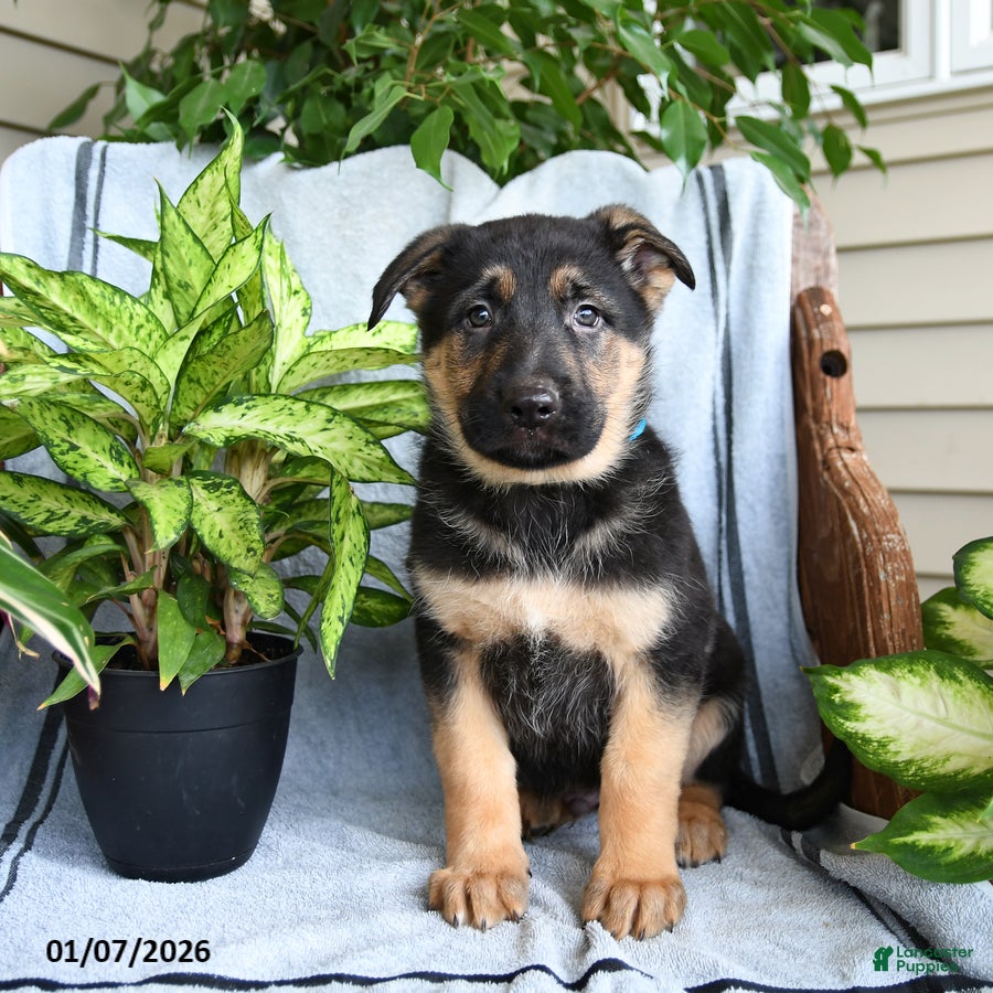 German Shepherd dogs Nate - Ad 33