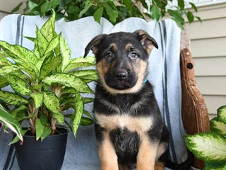 German Shepherd dogs Nate - Ad 41
