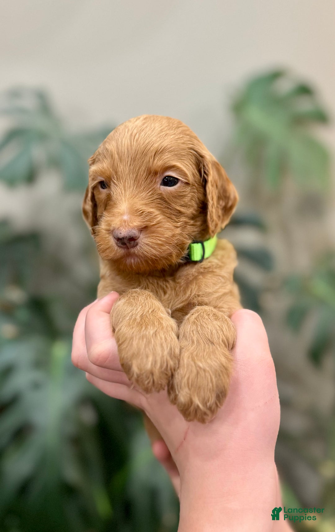 Goldendoodle dogs for sale: Linus  - Ad 1