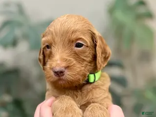 Goldendoodle dogs Linus - Ad 21