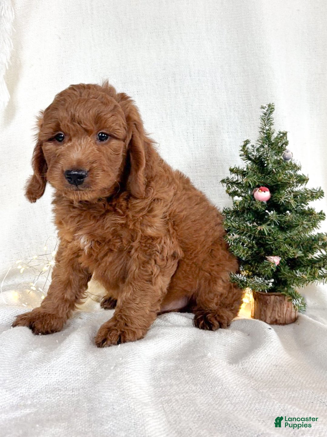 Goldendoodle dogs for sale: Murphy - Ad 4
