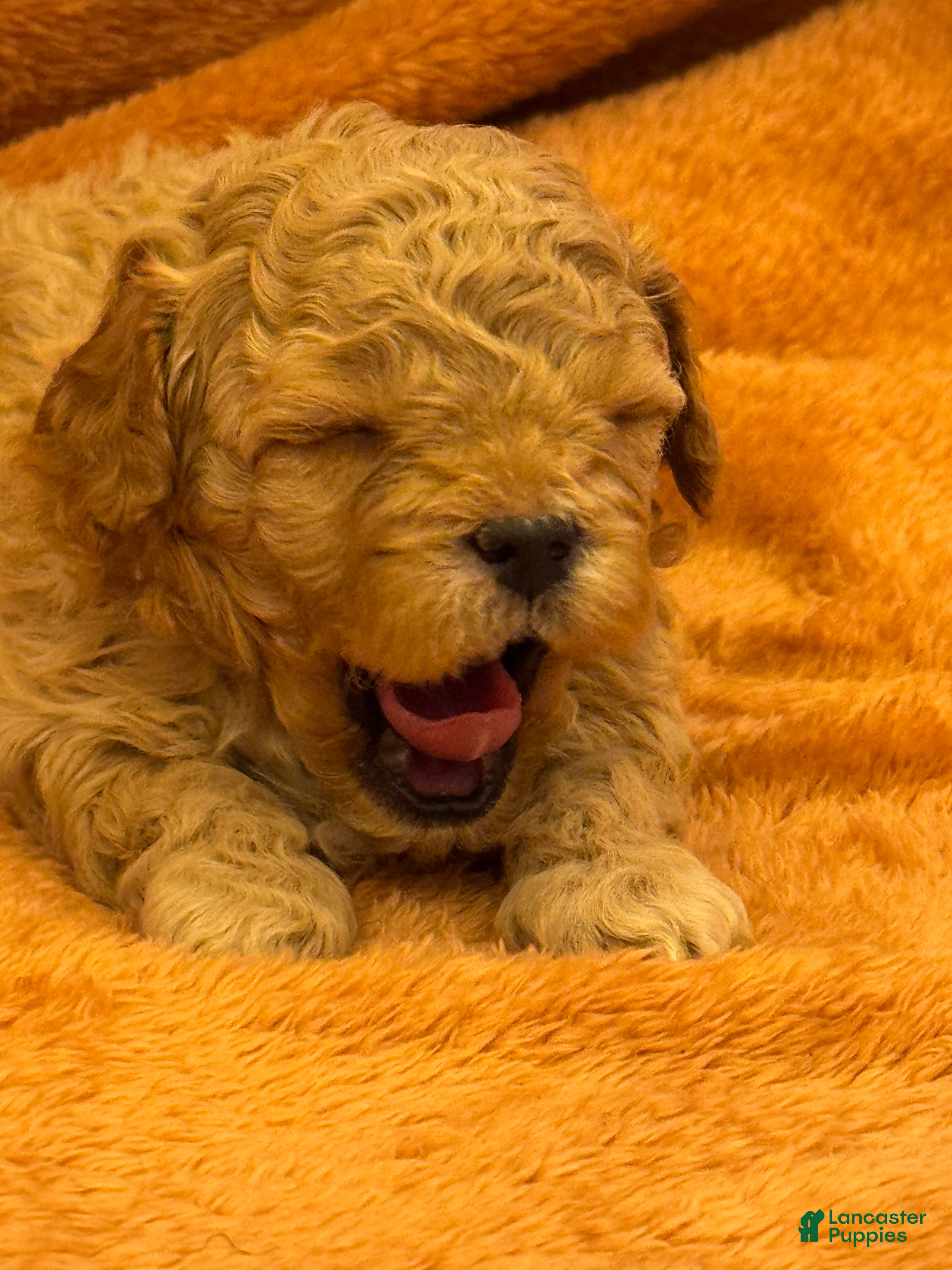 Shihpoo dogs for sale: Luca - Ad 2