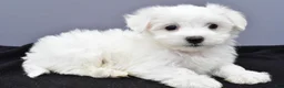 Maltese dogs for sale: Charlie - Ad 10