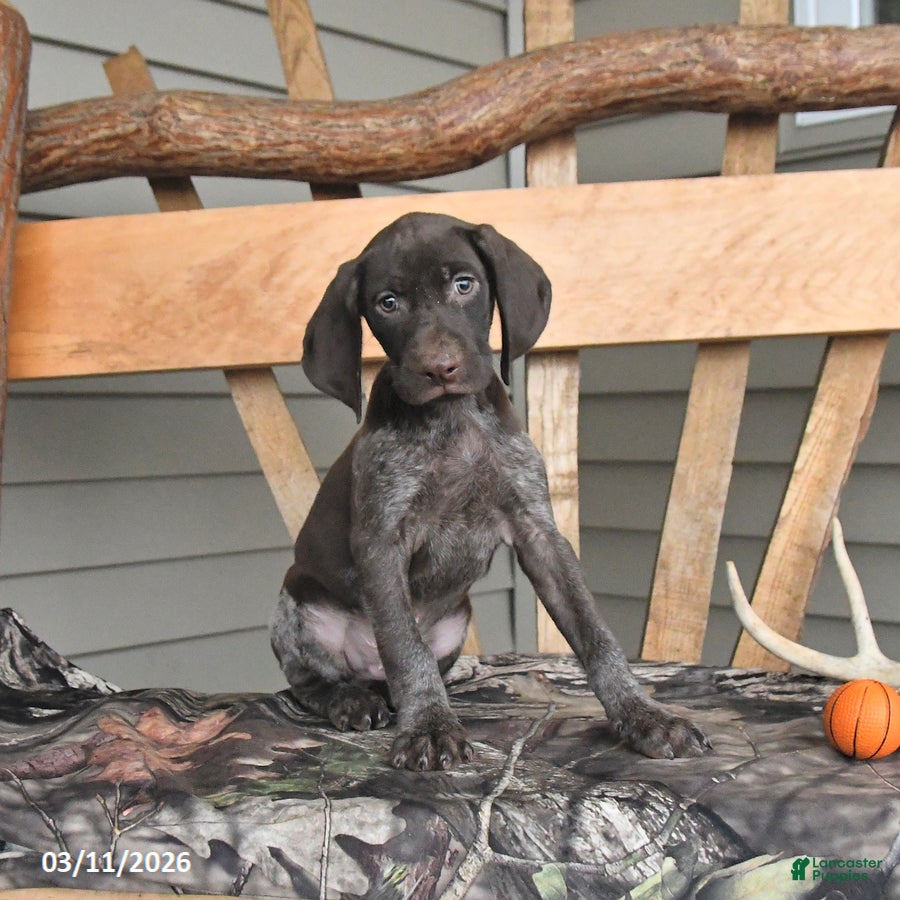 German Shorthaired Pointer dogs Wilbur - Ad 2