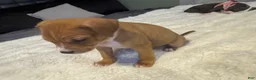 Mixed Breed dogs for sale: Ryder - Ad 13