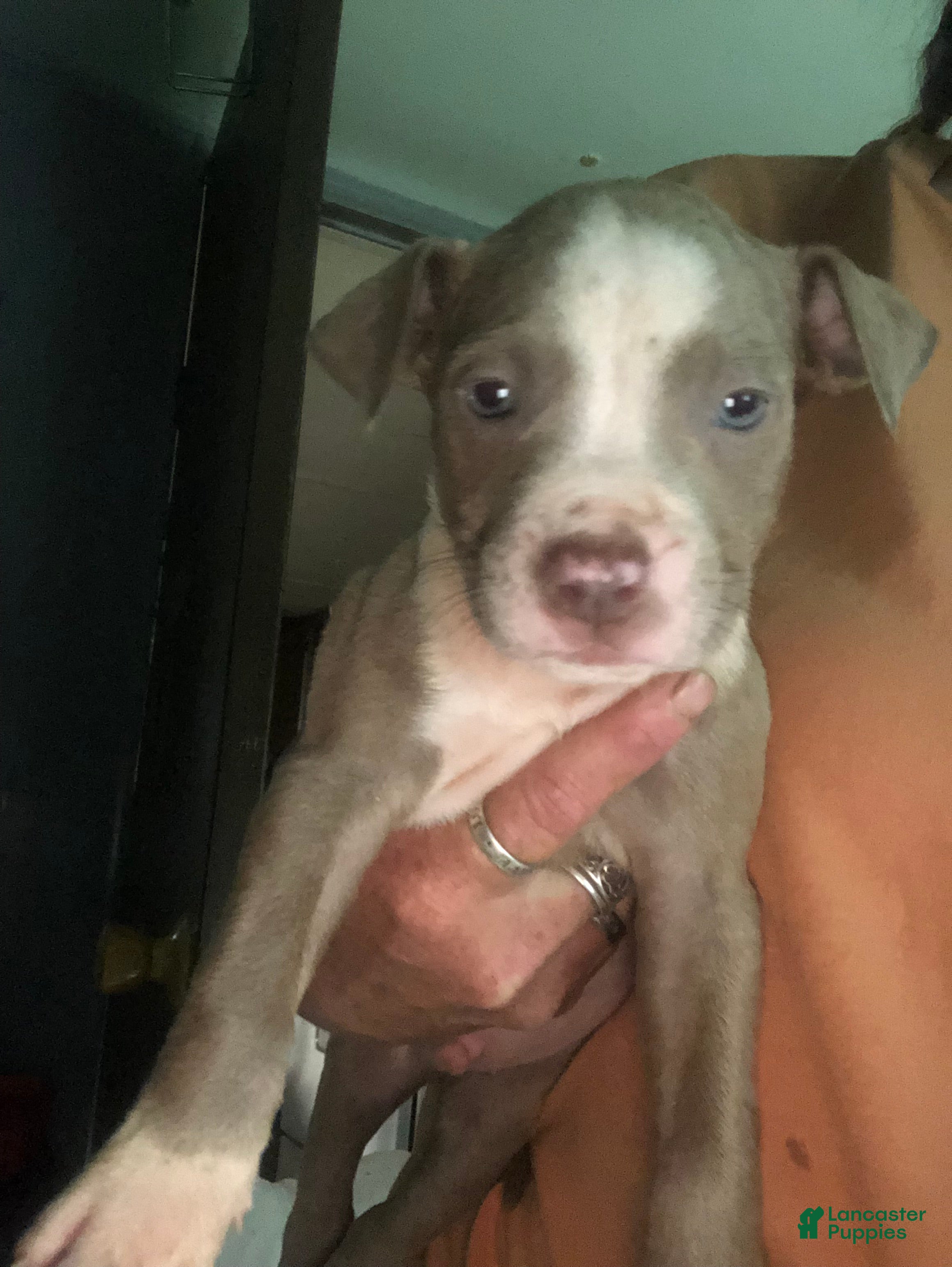Mixed Breed dogs Mixed Breed Puppy 6 - Ad 7