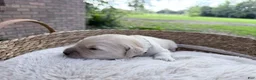 Golden Retriever dogs for sale: Breeze of Avalon - Ad 3
