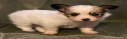 Papillon dogs for sale: Luke - Ad 10