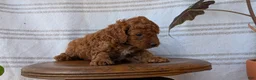 Cavapoo dogs for sale: Mason - Ad 8