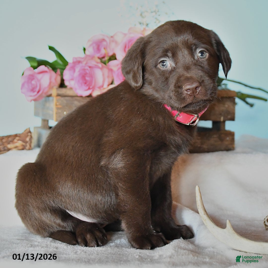 Labrador Retriever dogs for sale: Emme - Ad 2