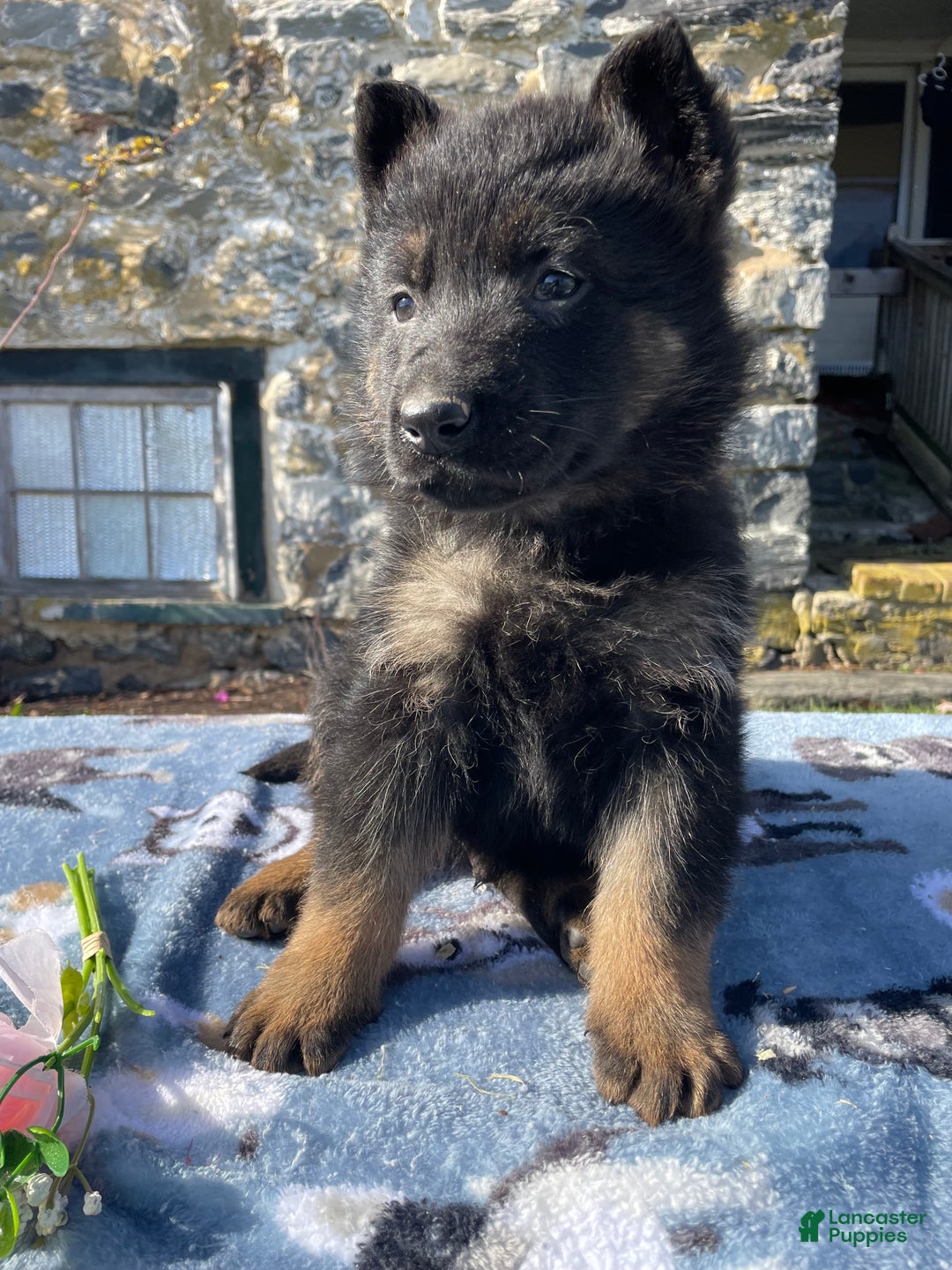 German Shepherd dogs for sale: Rudy - Ad 4