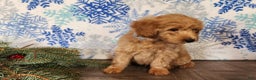 Mini Goldendoodle dogs for sale: Reno - Ad 16