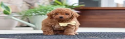 Maltipoo dogs for sale: Keith - Ad 7