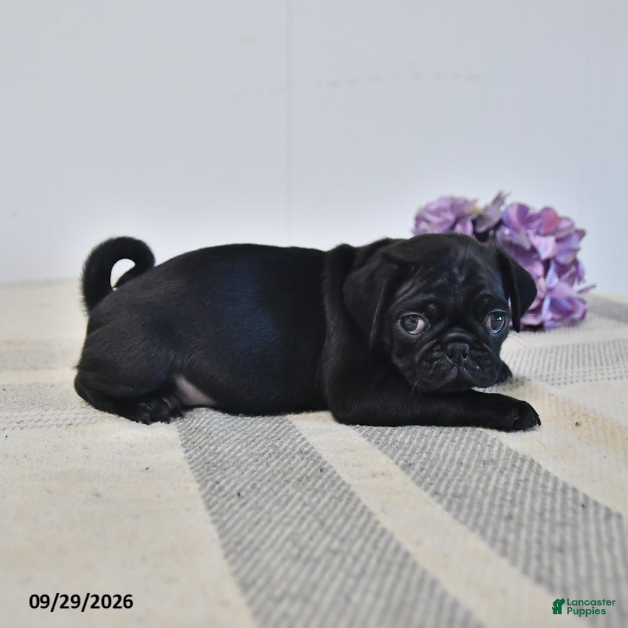 Pug dogs Odie - Ad 2