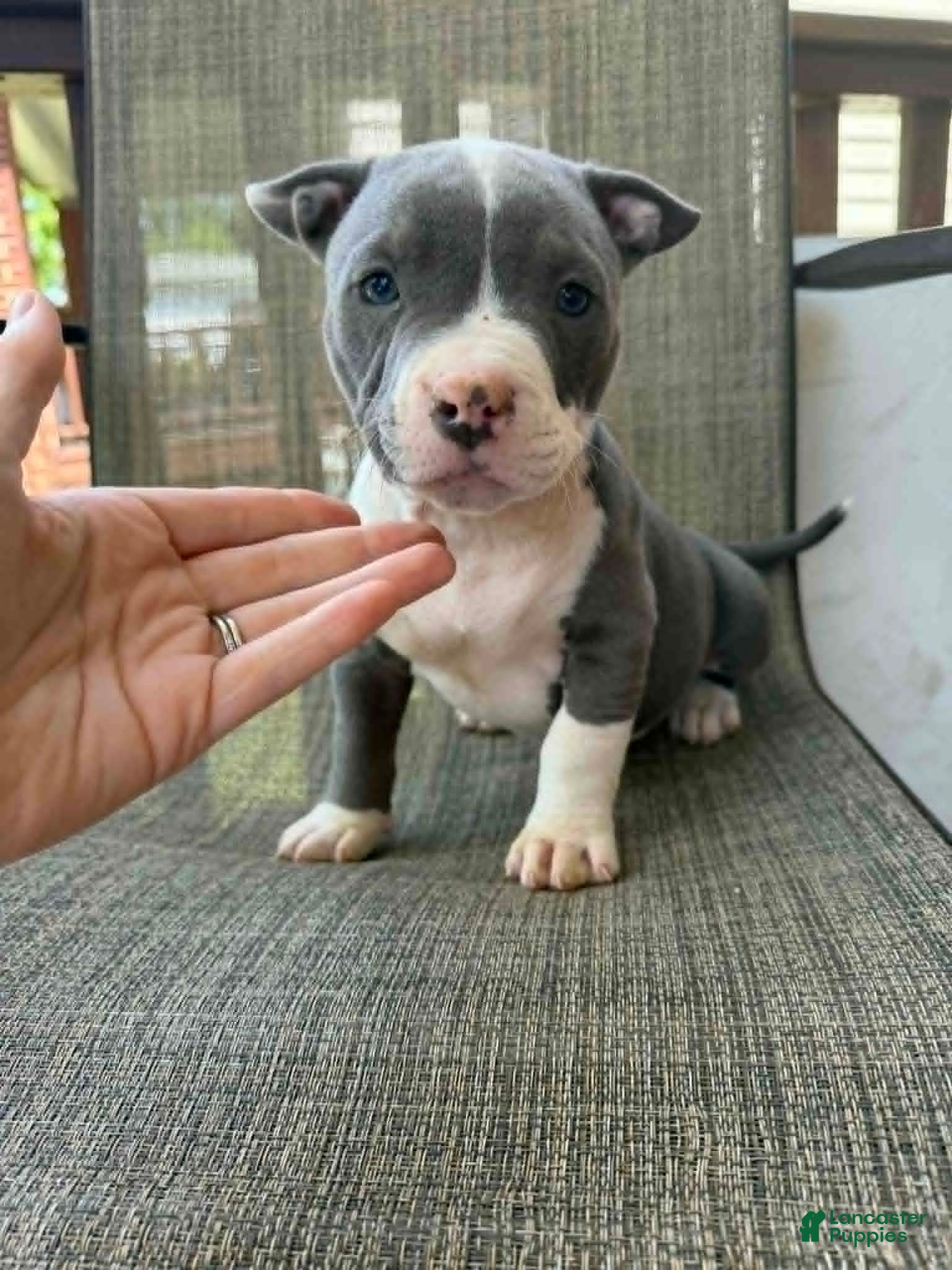American Bully dogs Layla - Ad 1