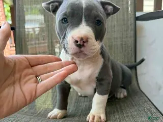 American Bully dogs for sale: Layla - Ad 3