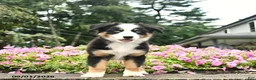 Australian Shepherd dogs for sale: Destiny  - Ad 4