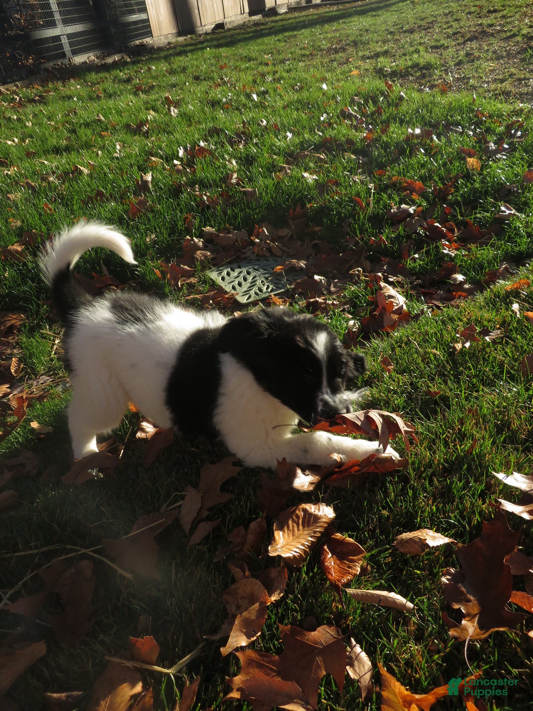 Newfoundland dogs for sale: Marcie - Ad 9