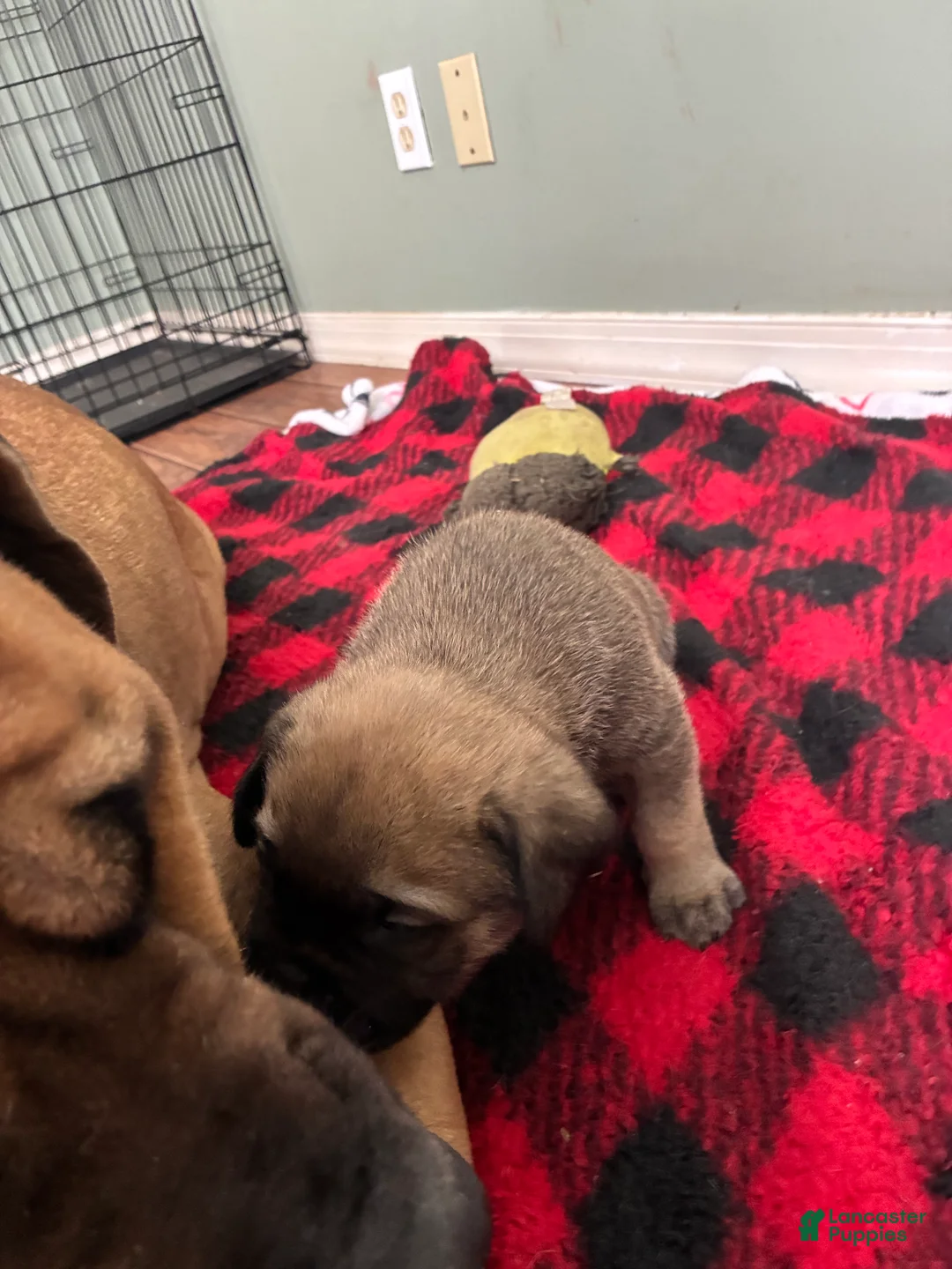 English Mastiff dogs for sale: English Mastiff Puppy 4 - Ad 3