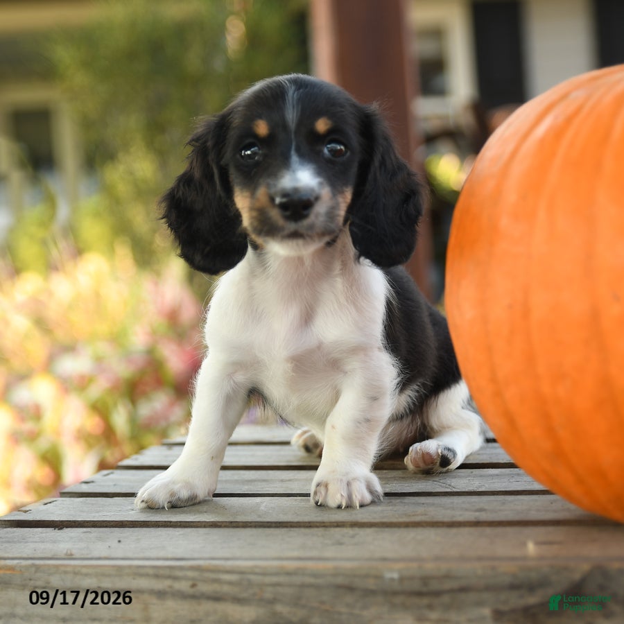 Miniature Dachshund dogs for sale: Raleigh - Ad 4