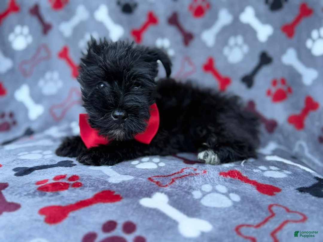 Miniature Schnauzer dogs for sale: Zeus - Ad 1