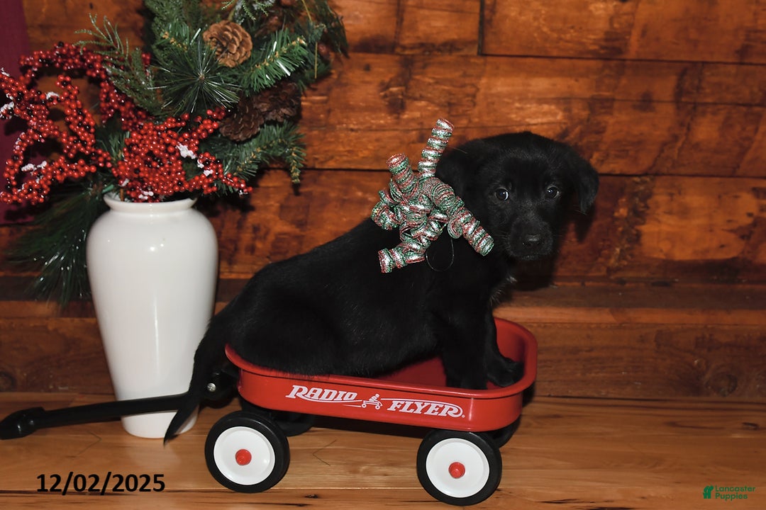 Mixed Breed dogs for sale: Dasher - Ad 3