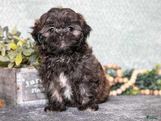 Shih Tzu dogs Barney - Ad 32