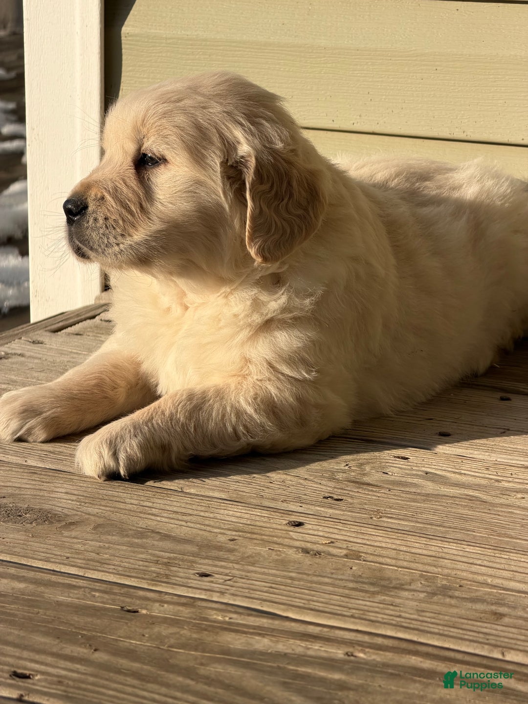 Golden Retriever dogs for sale: Will - Ad 3