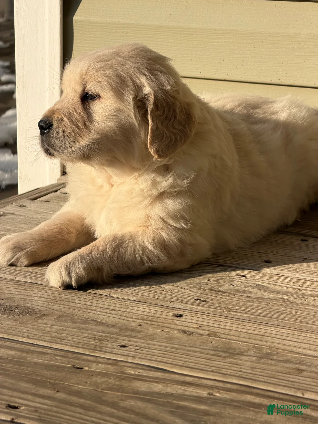 Golden Retriever dogs for sale: Will - Ad 3