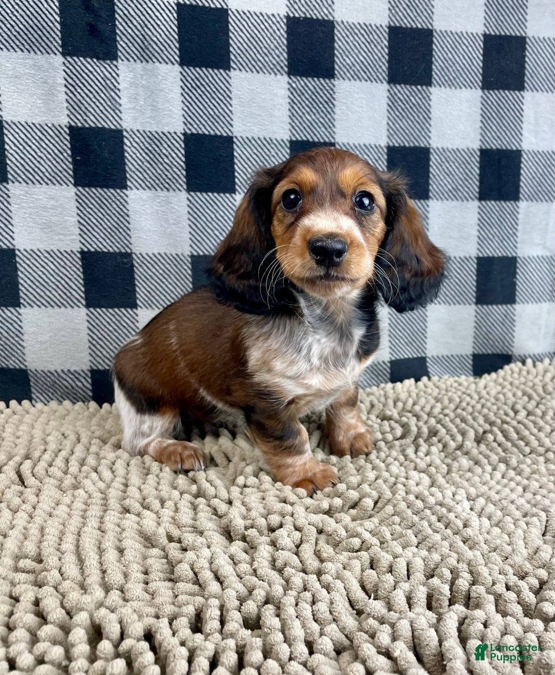 Miniature Dachshund dogs for sale: Kim - Ad 4