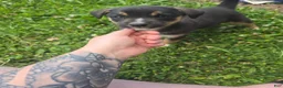 Mixed Breed dogs for sale: Icing - Ad 4