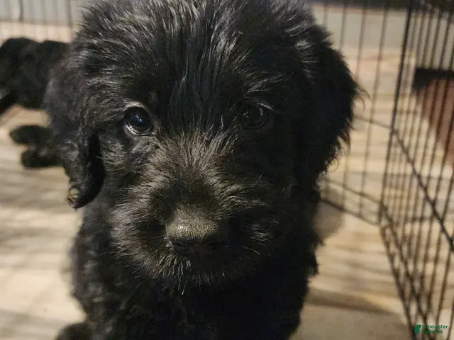 Labradoodle dogs for sale: Labradoodle green collar - Ad 2
