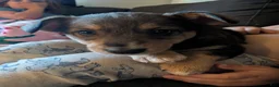 Mixed Breed dogs for sale: No collar  - Ad 4