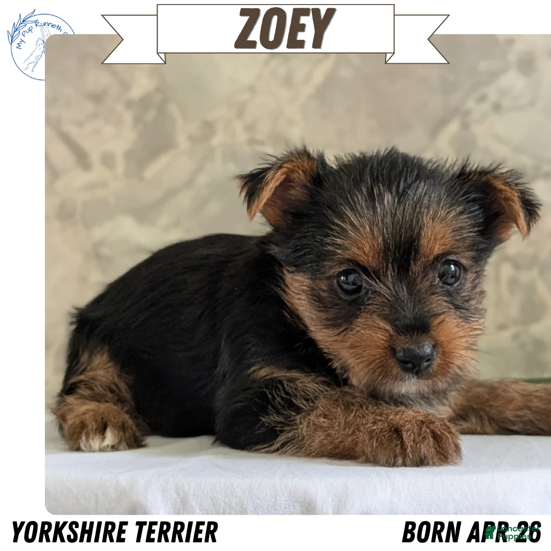 Yorkshire Terrier dogs for sale: Zoey - Ad 1