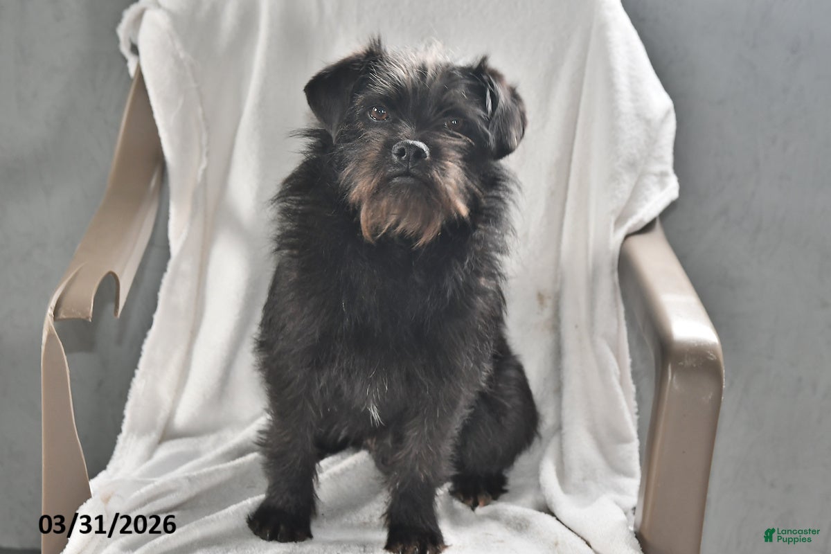 Mixed Breed dogs Rocky - Ad 1