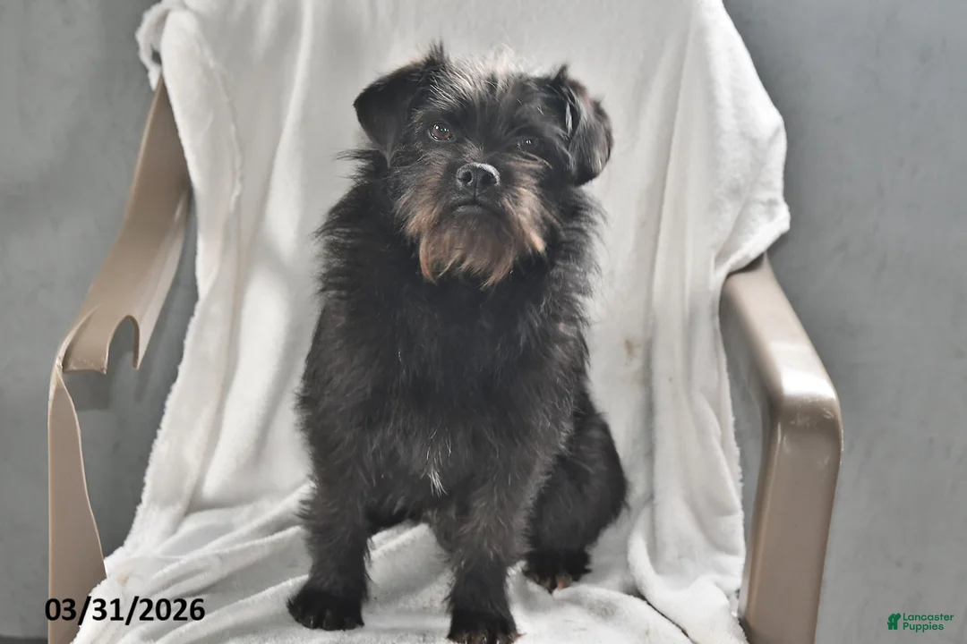 Mixed Breed dogs for sale: Rocky - Ad 1