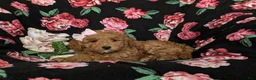 Mini Goldendoodle dogs for sale: Becca Hypoallergenic - Ad 7