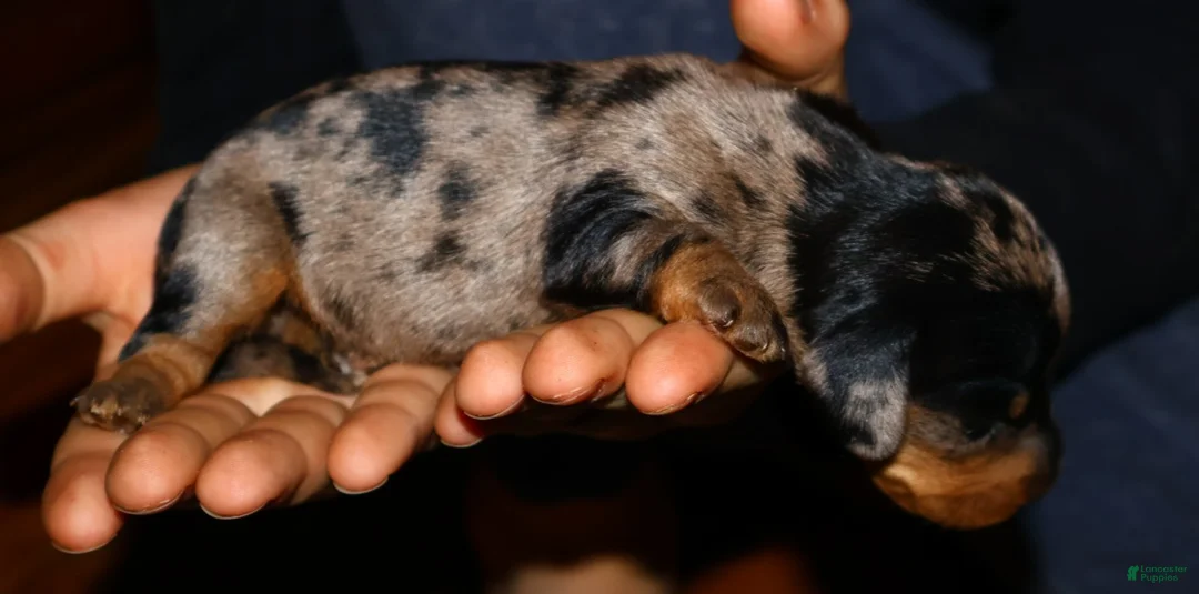 Miniature Dachshund dogs for sale: thelma - Ad 1