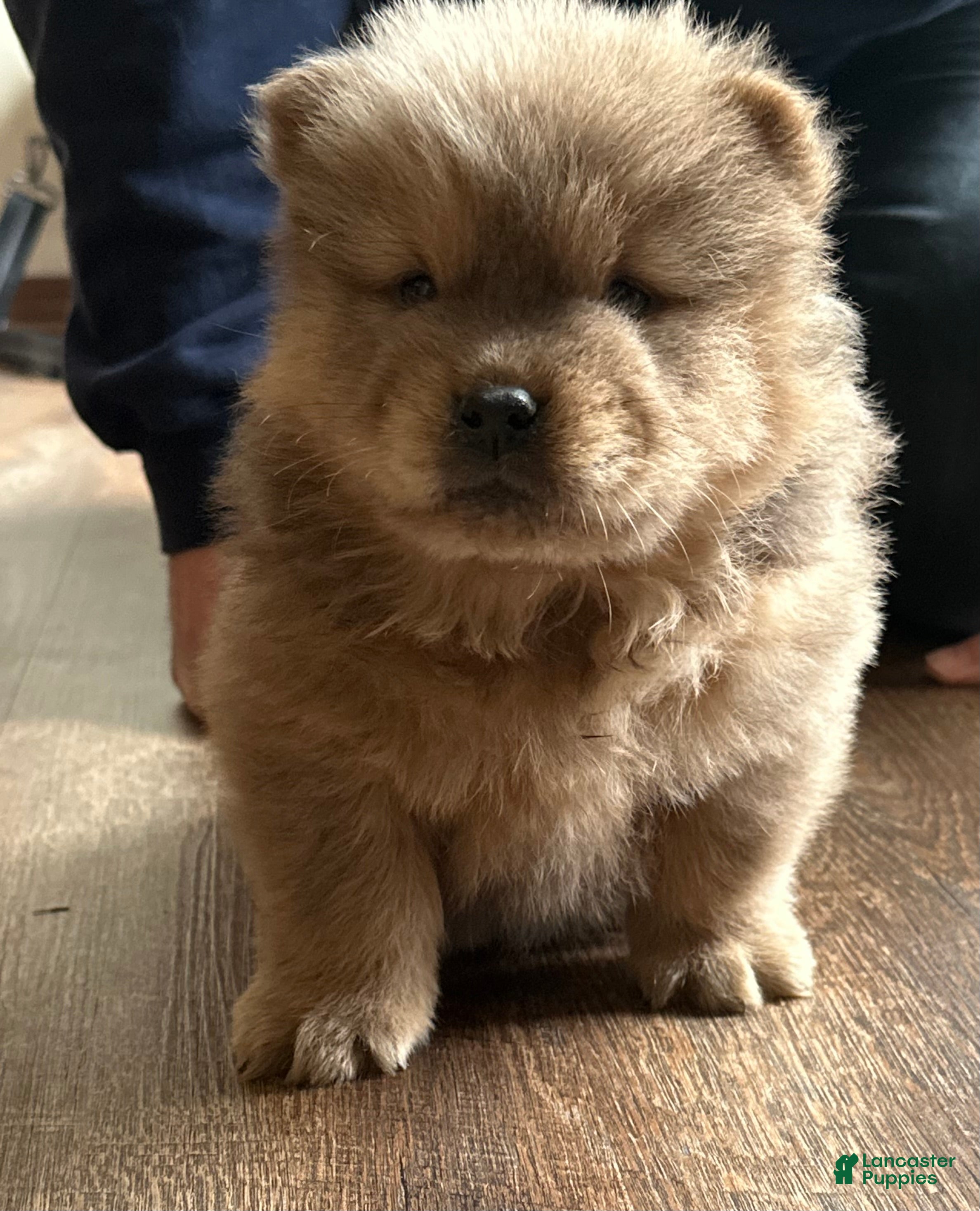 Chow Chow dogs Peanut  - Ad 11