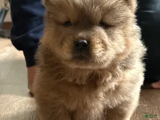 Chow Chow dogs Peanut - Ad 15