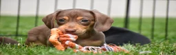 Miniature Dachshund dogs for sale: Frankie - Ad 5
